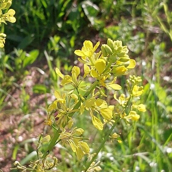 Rhamphospermum nigrum Flower