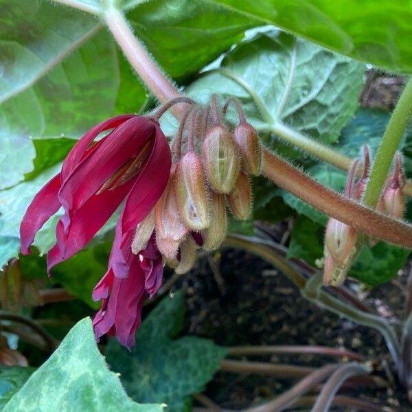 Podophyllum cv. 'Kaleidoscope' Цвят