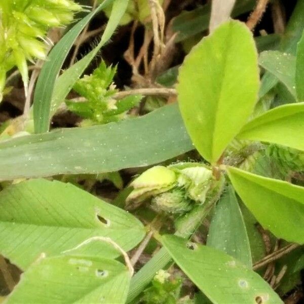 Trifolium badium Leaf