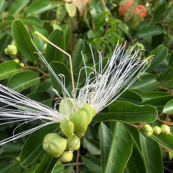 Capparis flexuosa Kwiat