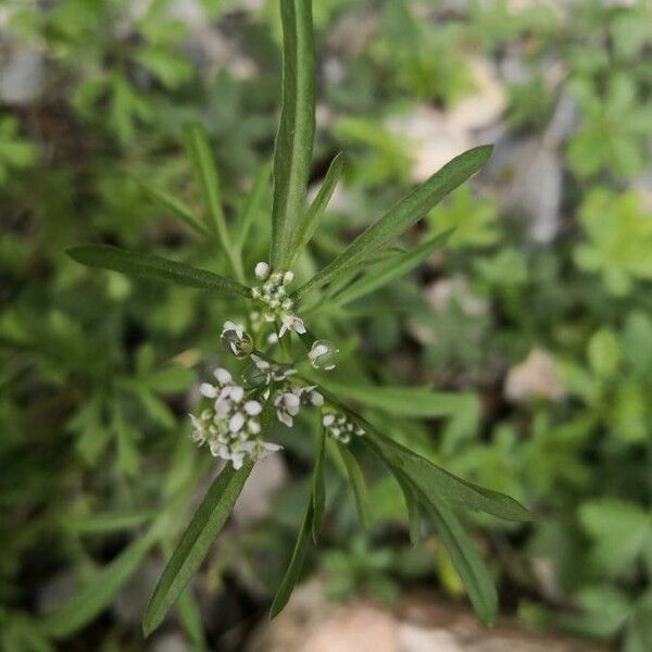 Lepidium sativum Blüte