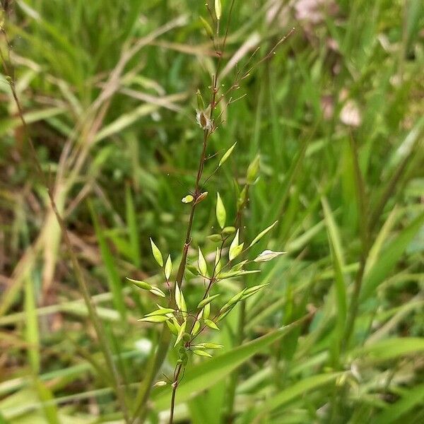 Homolepis aturensis Flower