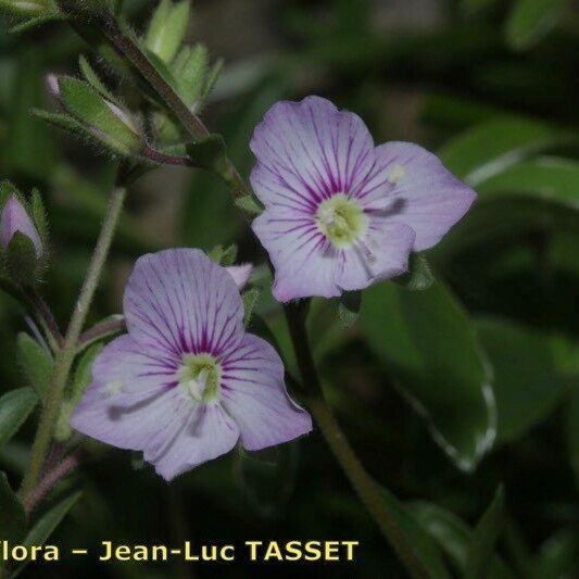 Veronica fruticulosa Flor