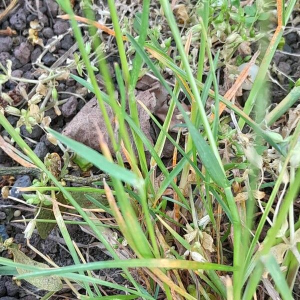 Poa bulbosa Folio