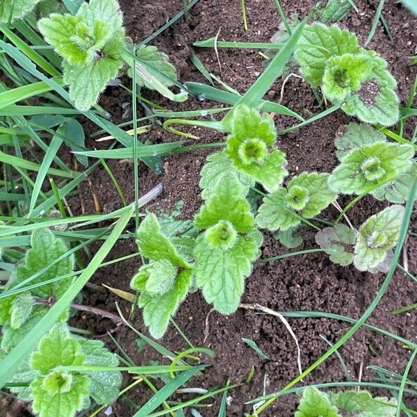 Veronica chamaedrys Leaf