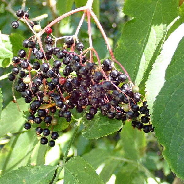 Sambucus nigra Froito