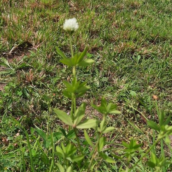 Trifolium alexandrinum Flor