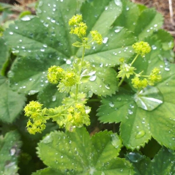 Alchemilla monticola പുഷ്പം