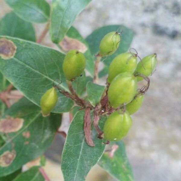 Hypericum hircinum Frucht