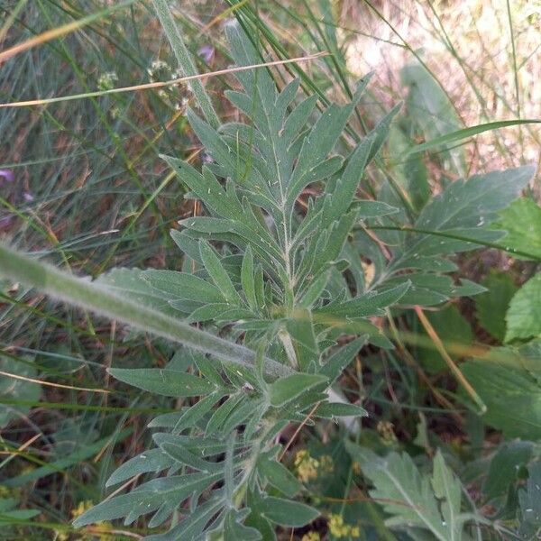 Knautia arvensis Ліст