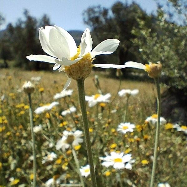 Anthemis tomentosa Fiore