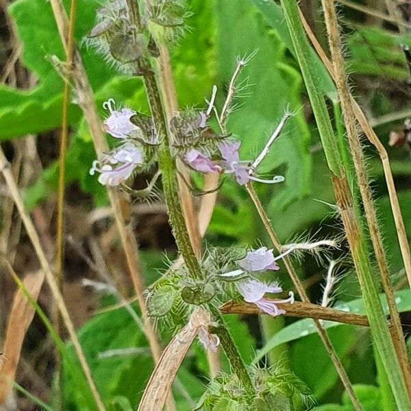 Ocimum × africanum 花