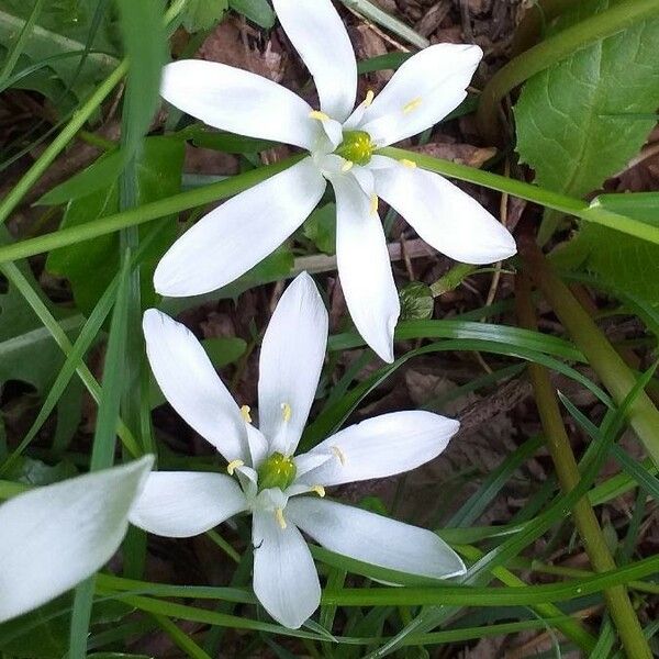 Ornithogalum umbellatum Цветок