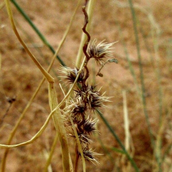 Cenchrus biflorus Fruit