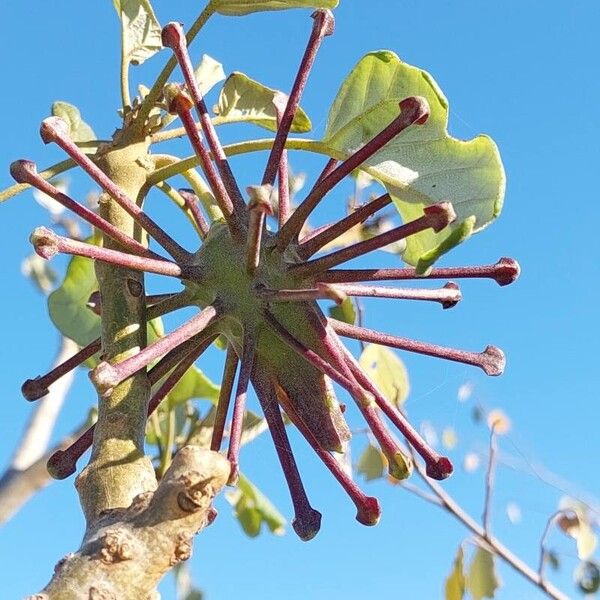 Uncarina stellulifera Frucht