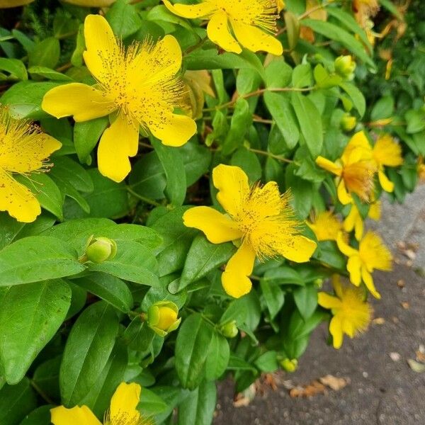 Hypericum calycinum Yeri