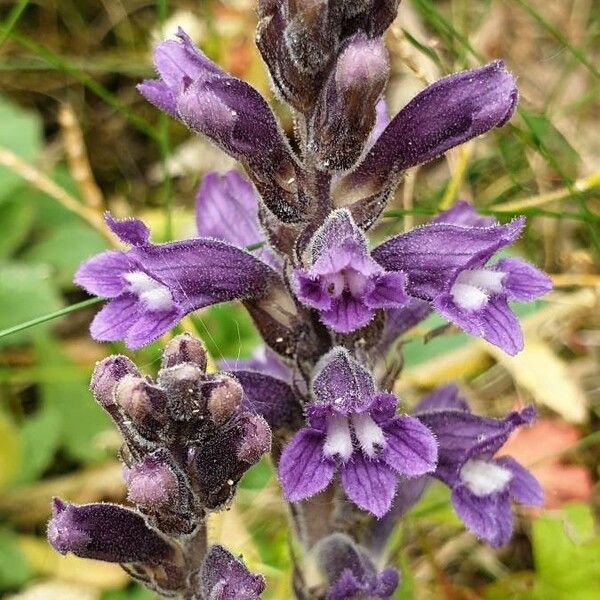 Orobanche purpurea Virág