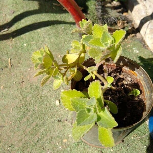 Plectranthus ornatus Leht