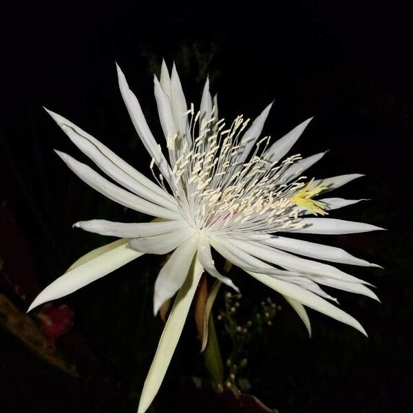 Epiphyllum phyllanthus Flower