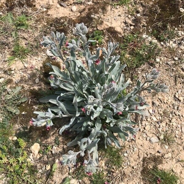 Pardoglossum cheirifolium Кветка