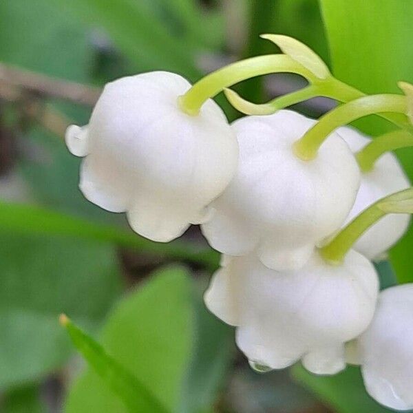 Convallaria majalis 花