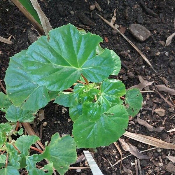 Begonia minor Lehti