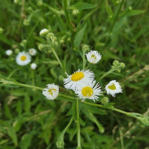 Erigeron annuus Fiore