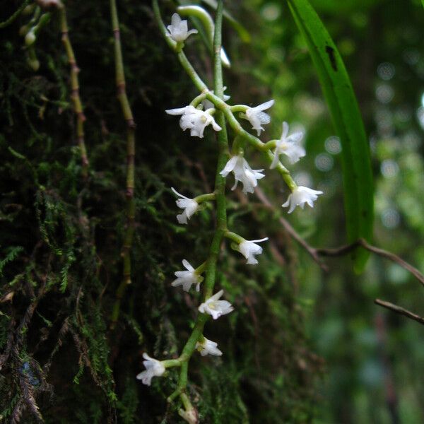 Rhipidoglossum polyanthum Flower