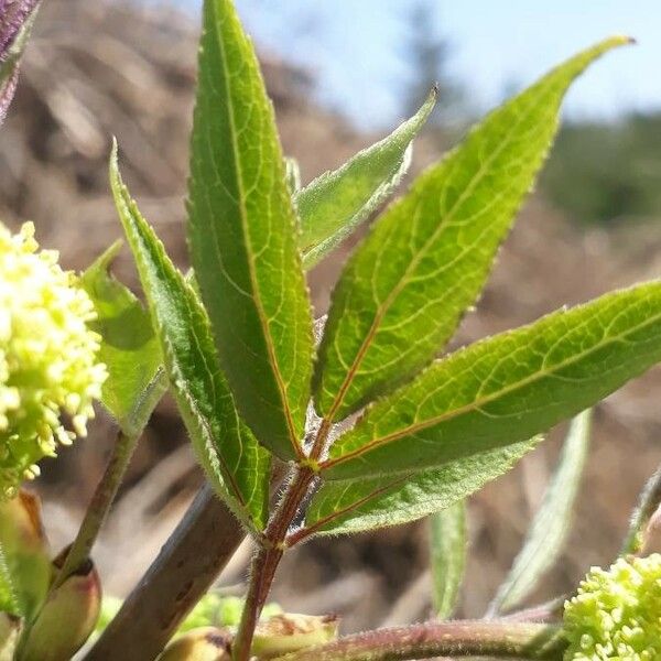 Sambucus racemosa पत्ता