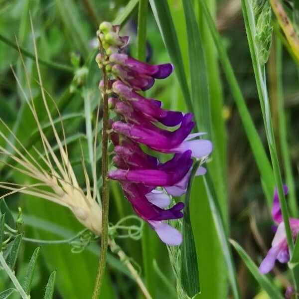 Vicia villosa Bloem