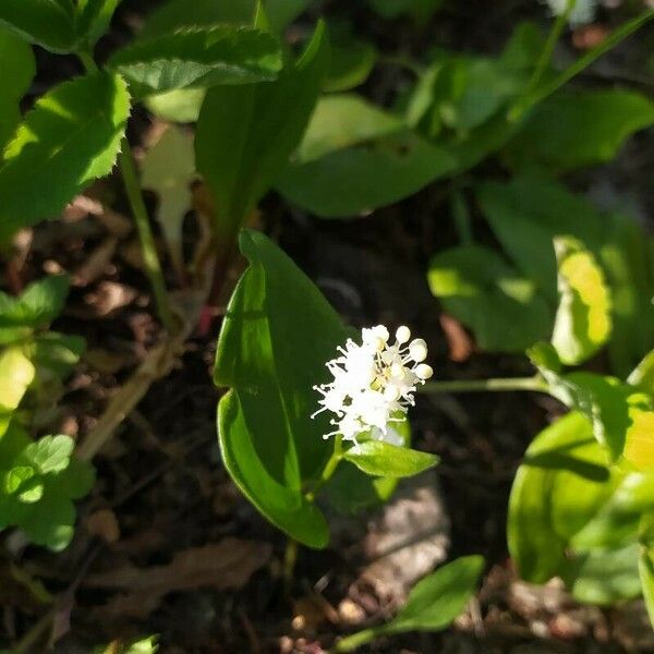 Maianthemum canadense Fleur