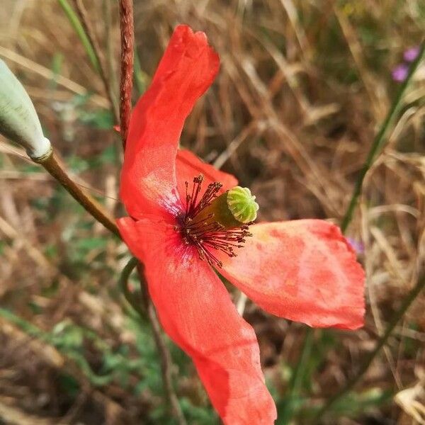 Papaver dubium Virág