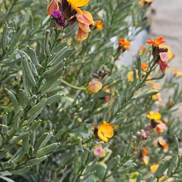 Erysimum × cheiri Natur