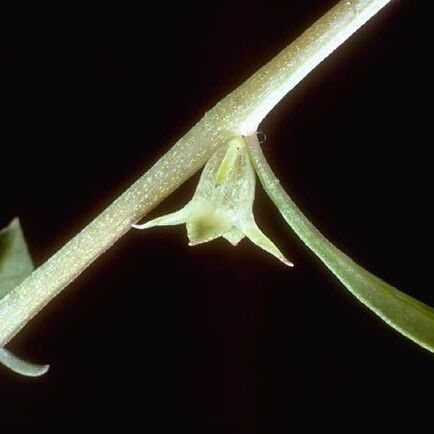 Ludwigia curtissii (Curtiss' primrose-willow)