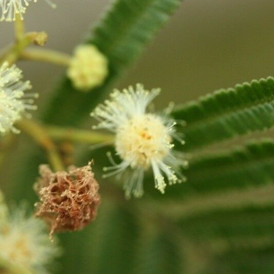 Acacia mearnsii Virág