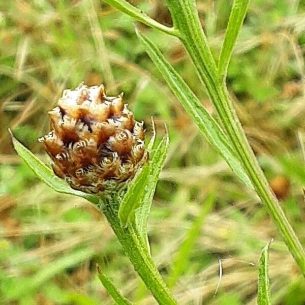 Centaurea jacea Flor