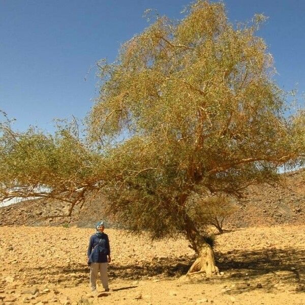 Balanites aegyptiaca आदत