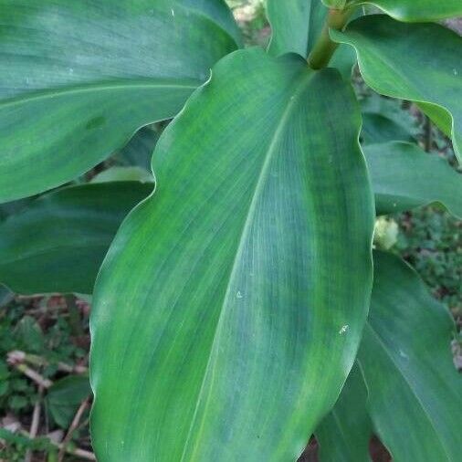 Costus spicatus Leaf