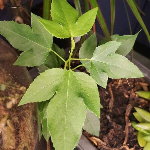 Liquidambar formosana Liść