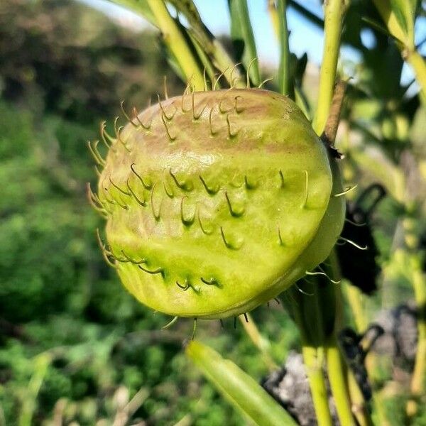 Gomphocarpus physocarpus Φρούτο