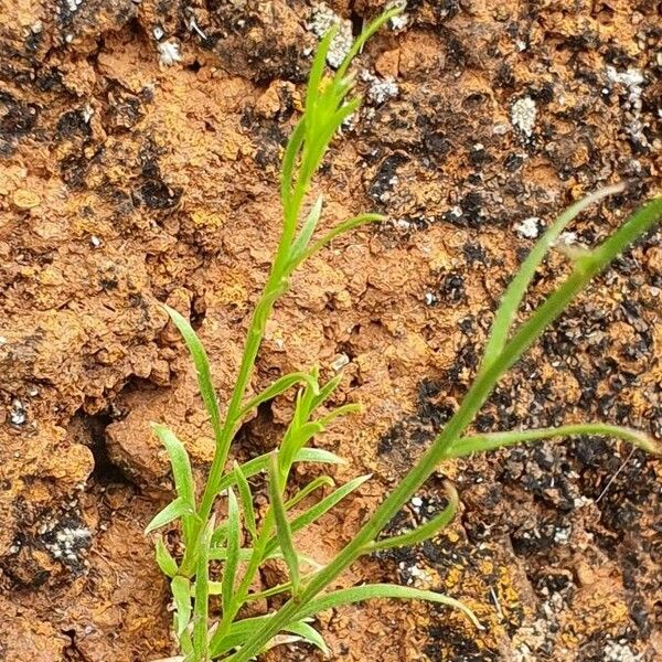 Wahlenbergia abyssinica برگ