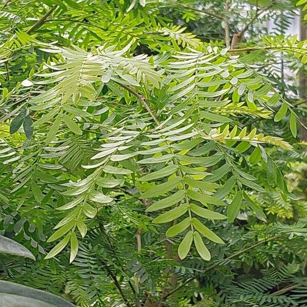 Calliandra surinamensis Lehti