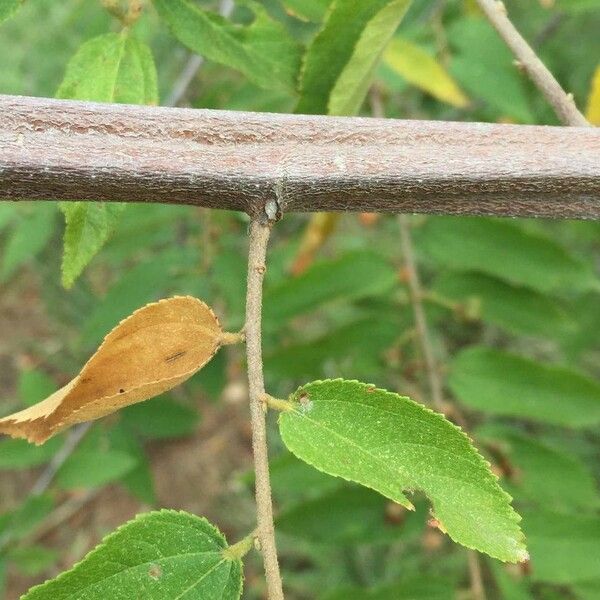 Grewia flavescens Cortiza