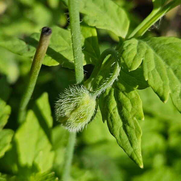 Papaver cambricum Іншае