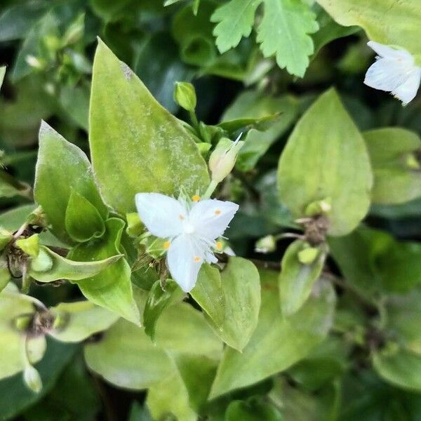 Tradescantia fluminensis 花