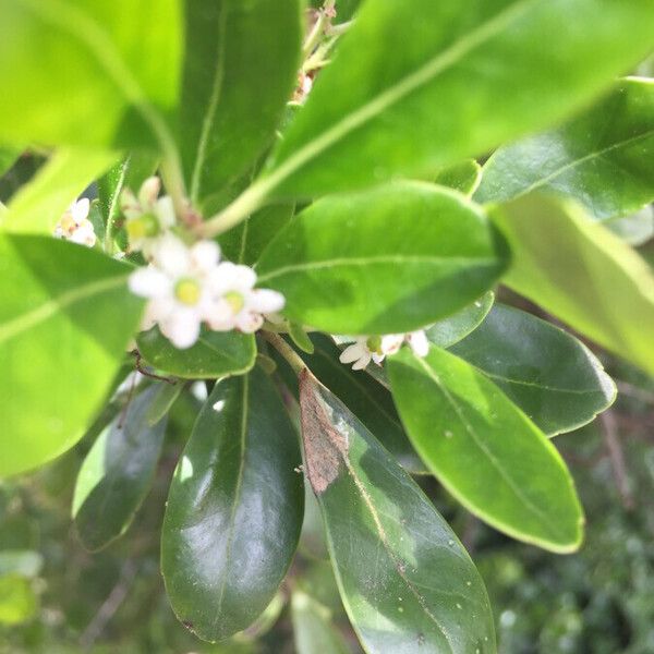 Ilex glabra Blomma