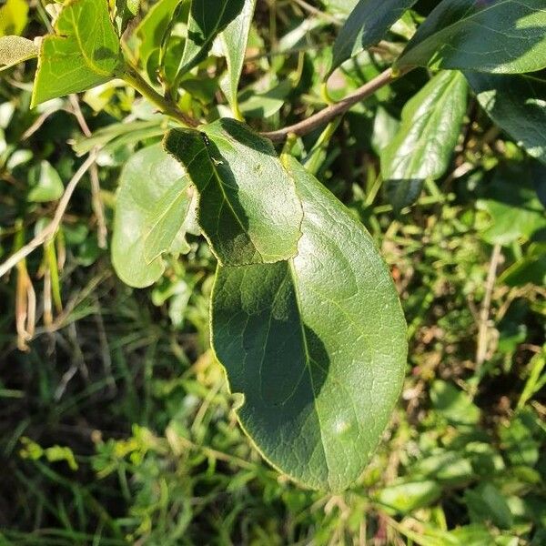 Euclea divinorum Leaf