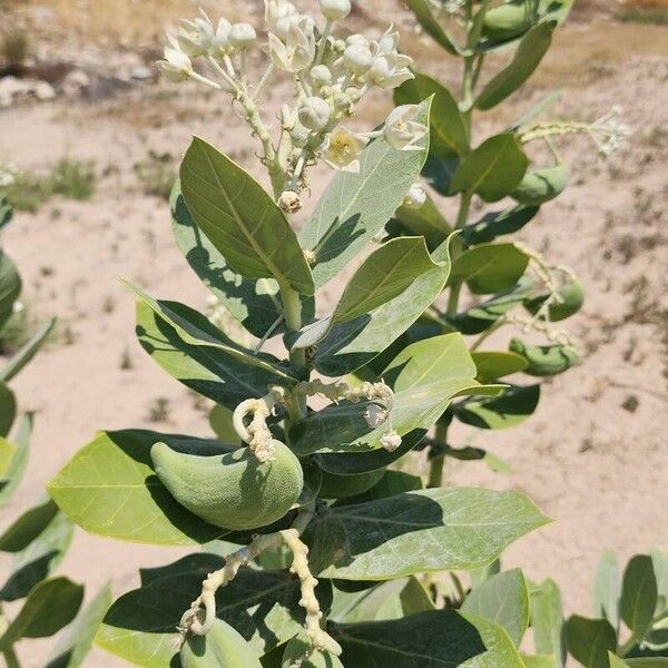 Calotropis procera Hábito