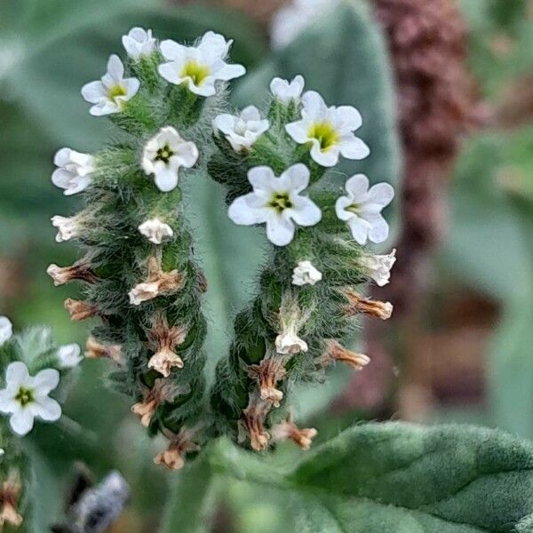 Heliotropium europaeum Blomst