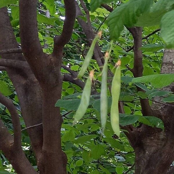 Cladrastis kentukea Fruit